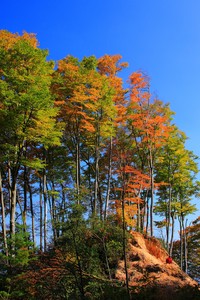 拜仁战胜多特蒙德，莱万多夫斯基锁胜局